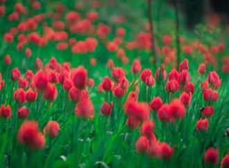 Tulipani a corte al Castello Reale