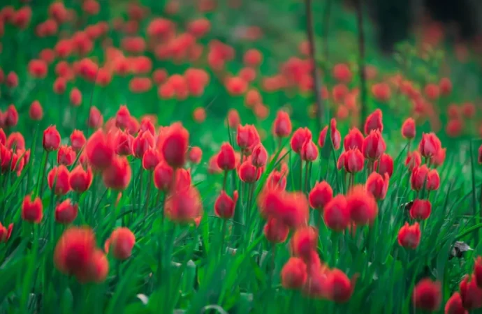 Tulipani a corte al Castello Reale